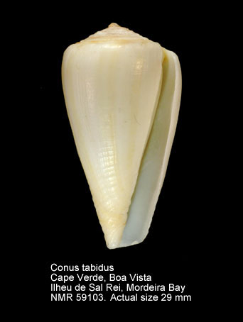 Conus tabidus.jpg - Conus tabidusReeve,1844